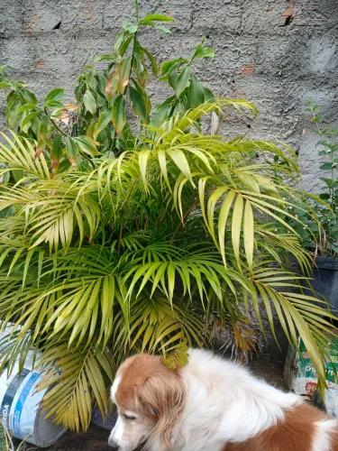 Planta palmeira