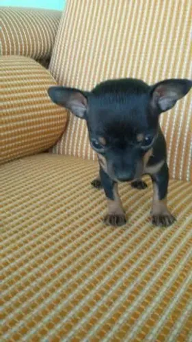 Verdadeiros Filhotes de pinscher 0 para entrega imediata