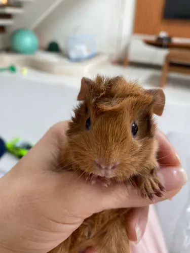 Porquinho da índia 