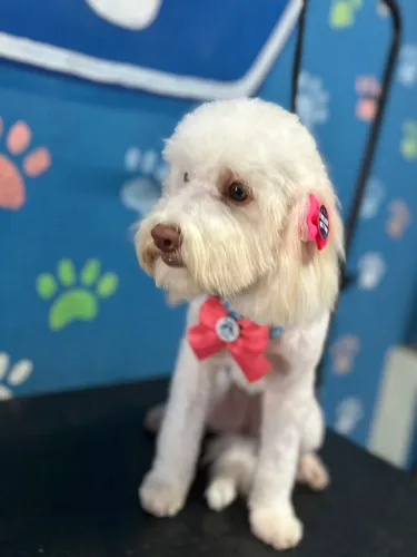 cachorro fêmea poodle pequena