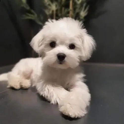 Filhote de Maltês O Floquinho Que Vai Iluminar Seu Lar