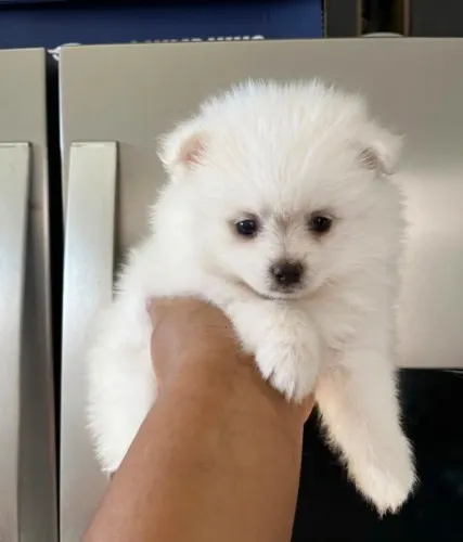 Spitz Alemão Anão Filhotes Com Procedência.