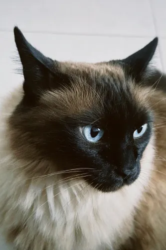 Doa-se gata castrada 7 anos super dócil