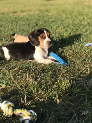Filhotes De Beagle - Diga Olá Para Seu Novo Melhor Amigo Peludo