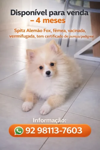 Spitz Alemão