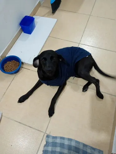 Cachorra fêmea e castrada 