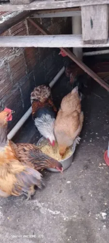 Galinha e galo Bhama