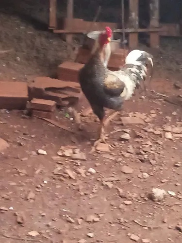 Galo Índio gigante