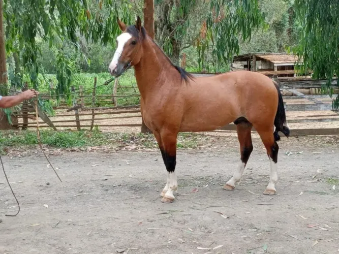 Castrado Crioulo Confirmado