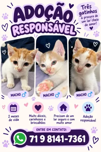 Gatinhos filhotes para adoção 