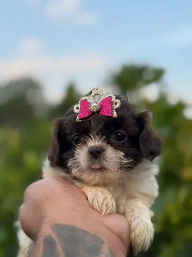 Shih Tzu - Macho e Fêmea disponível com agente!