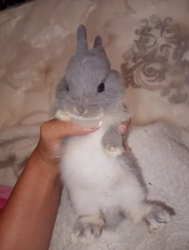 Vendo coelhos Netherlands 150,00 cada para mais informações chamar no whats *