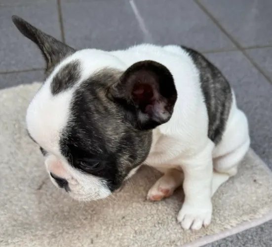 Bulldog francês 