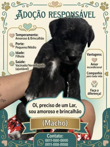 Filhotes para adoção responsável eles tem três meses
