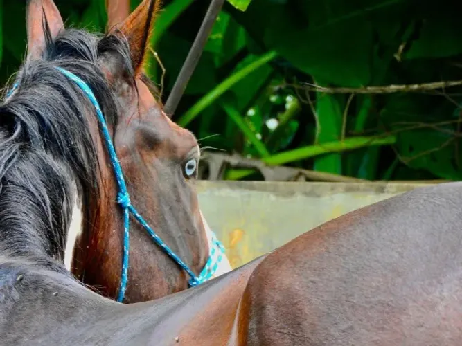 Cavalo de hipismo