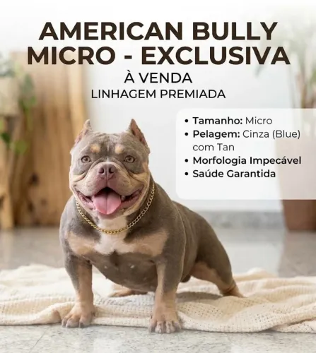 American bully micro 