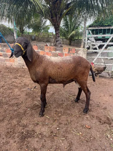 Carneiro santa Inês 