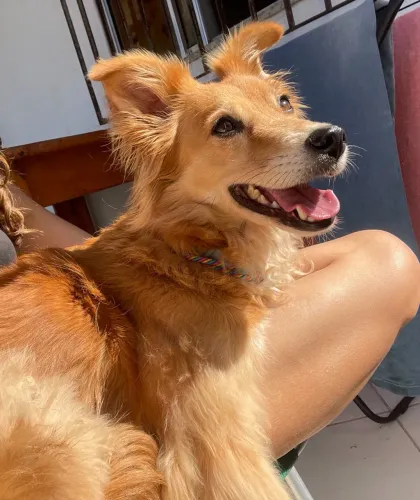 Cachorro para doação