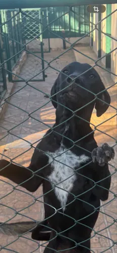 Cachorro doação 