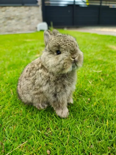 Coelho anã neterland darf 