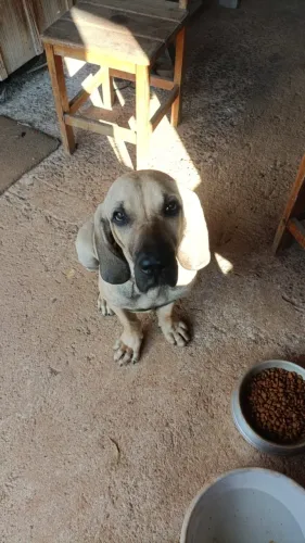 Fila Brasileiro filhote