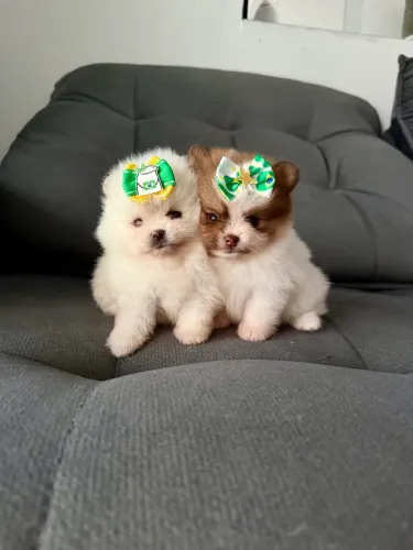 Lindas fêmeas de Spitz Alemão Anão