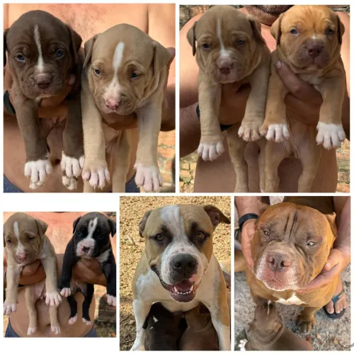Vendas de filhotes de cachorro