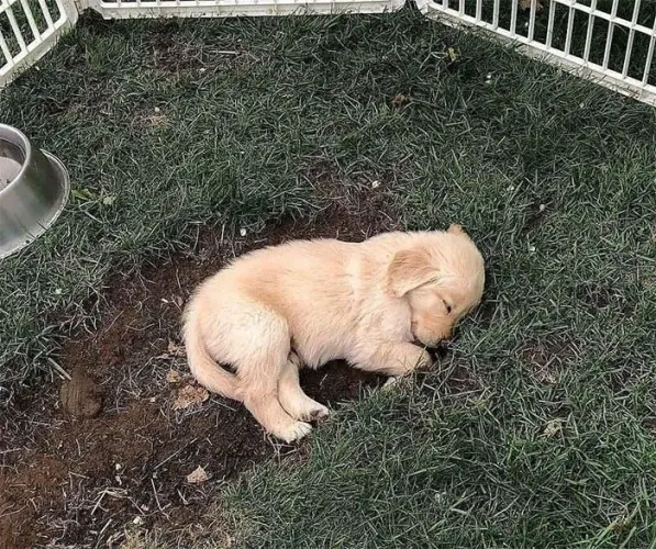 Golden Retriever charmoso