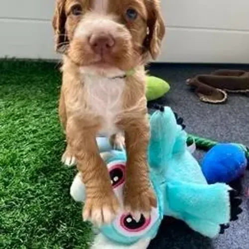 Cocker Spaniel,Cocker Spaniel Filhote Selecionado Alta Procedência