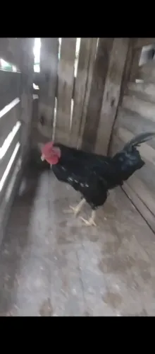Galo garnizé mestiço de sebright 