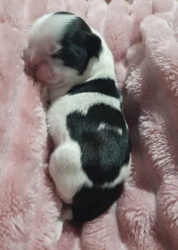 Shih tzu Machinhos disponivel pra reserva