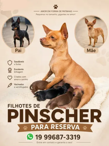 Filhotes de Pinscher para reserva