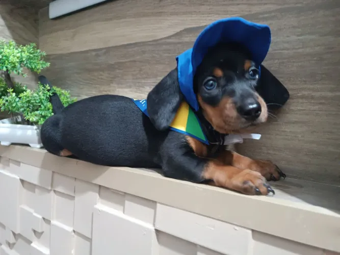 Dachshund macho fofura