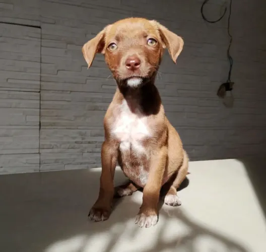 DOAÇÃO DE CACHORRINHA