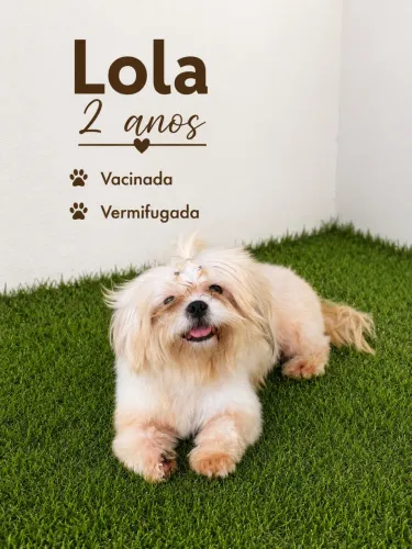 Plantel de shihtzu 