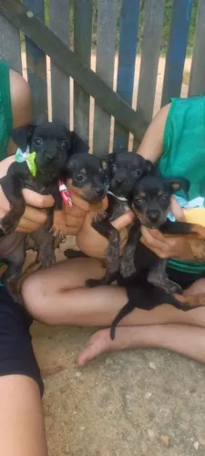 Cachorro pischer filhotes
