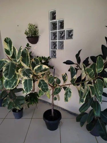 Lindas Ficus Elástica Ruby e Variegata!!! Ótimo preço, Aproveite!!