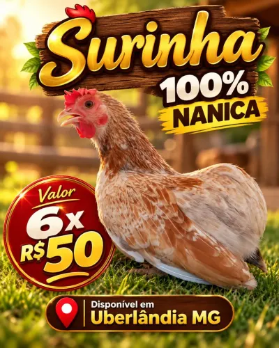 Galinha 100% sura