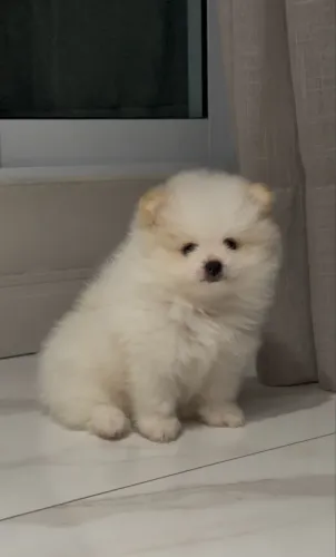 Filhote de Spitz alemão branco