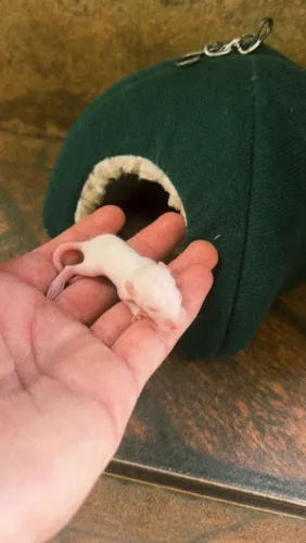 TWISTER RATINHOS
