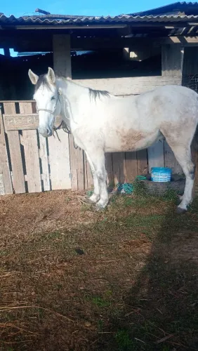 Cavalo manga larga