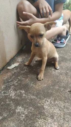 Pinscher n° 2