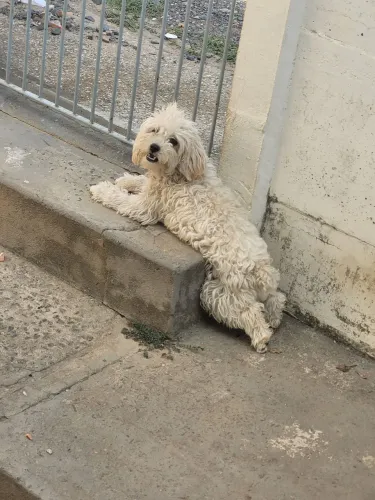 Poodle procura namoradO