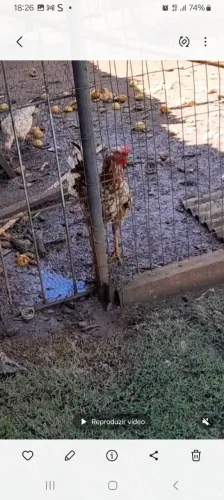 Frango músico