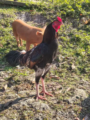 Galo mestiço índio gigante
