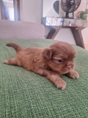Filhote de Lhasa Apso