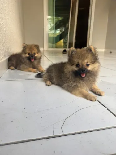 Lulu machos( já com a primeira vacina viral)