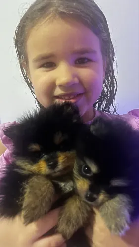 Filhote Spitz Alemão (Lulu) Black & Tan (Macho)