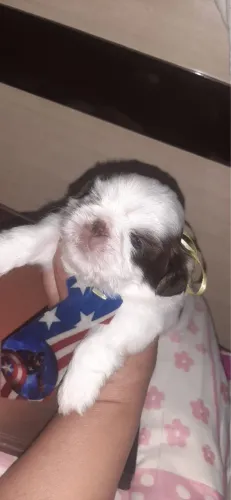 Shih Tzu para quem valoriza cães de porte pequeno