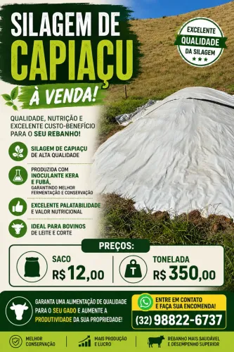 Silagem de Capiaçu 